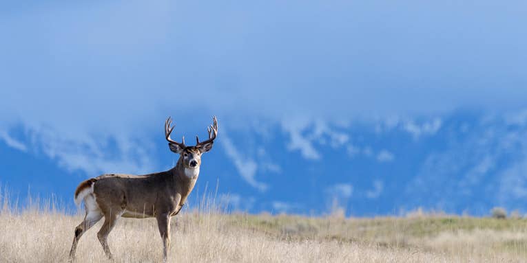 How to Pick the Perfect Bullet for Deer Hunting
