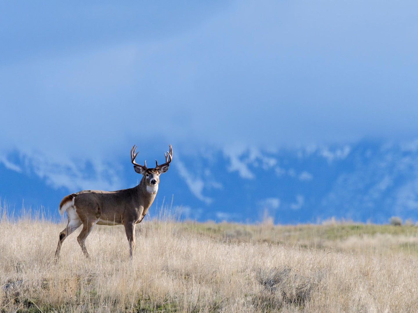 A western whitetail buck scans his surroundings, with the Rocky Mountains in the background.