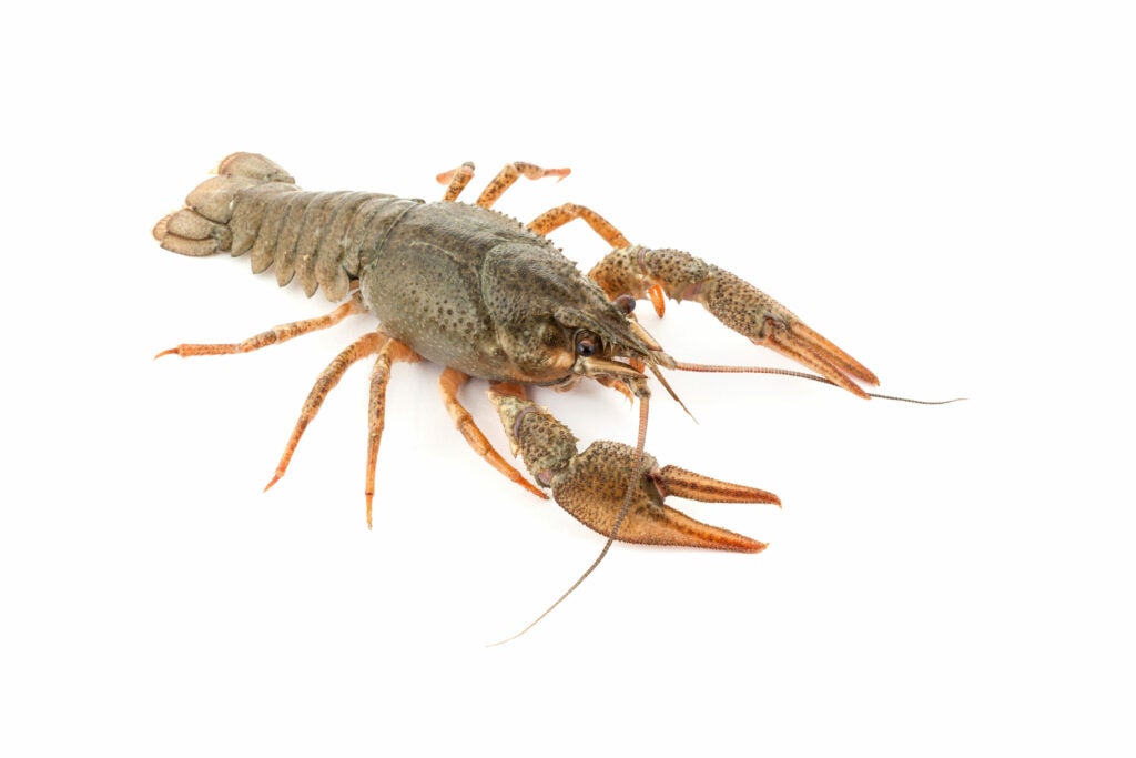 River raw crayfish closeup no fundo branco