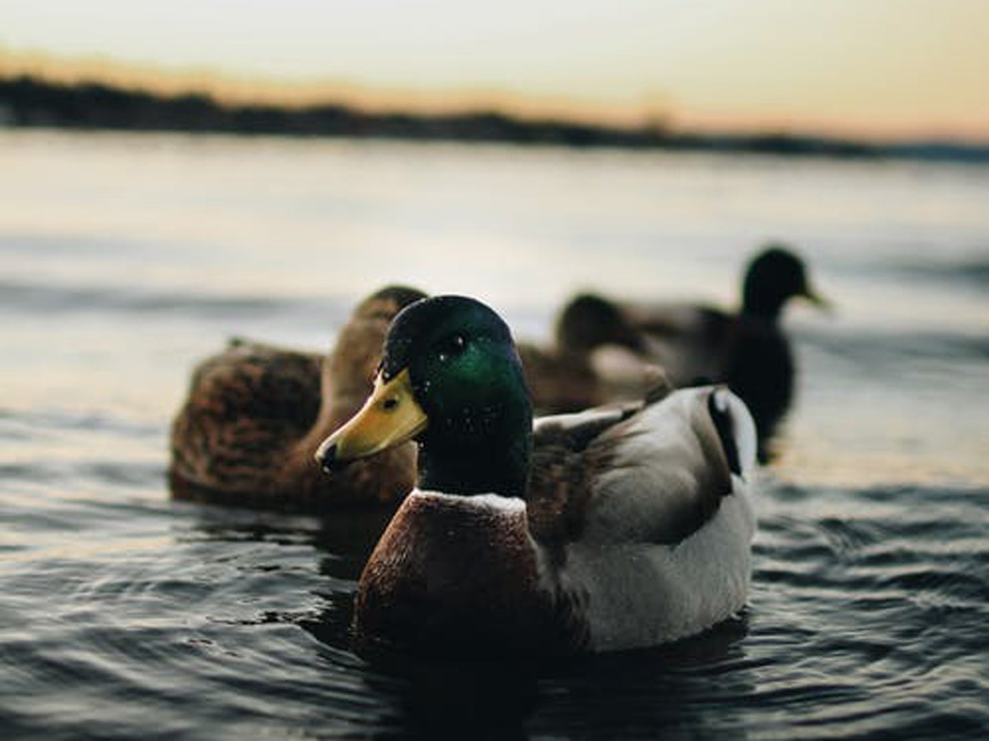 Ducks in water behind sunset