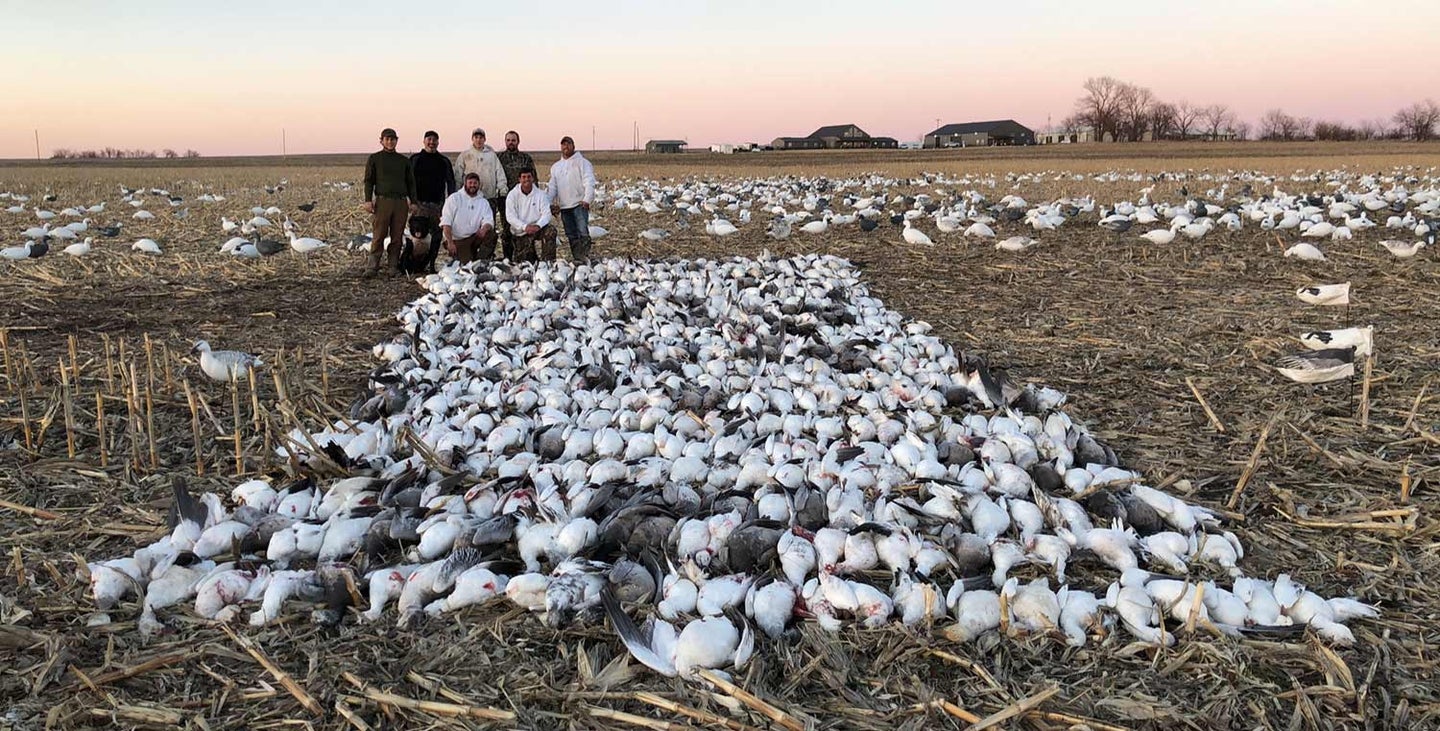 an increased bag limit of snow geese