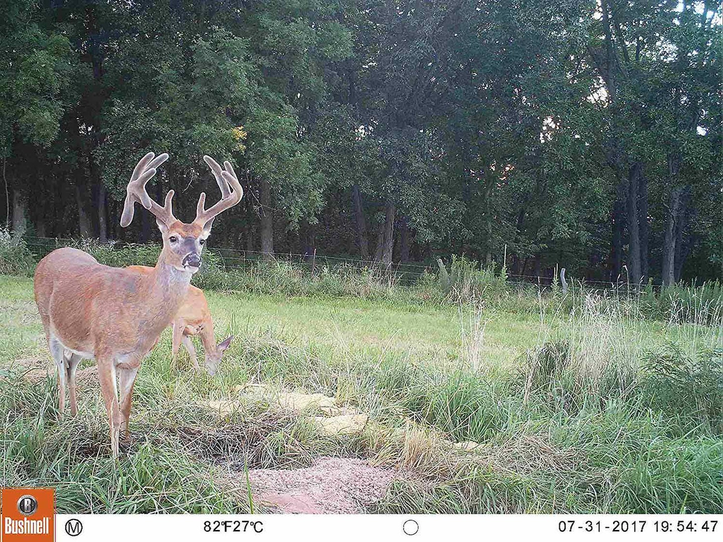 Bushnell deer camera shot image view