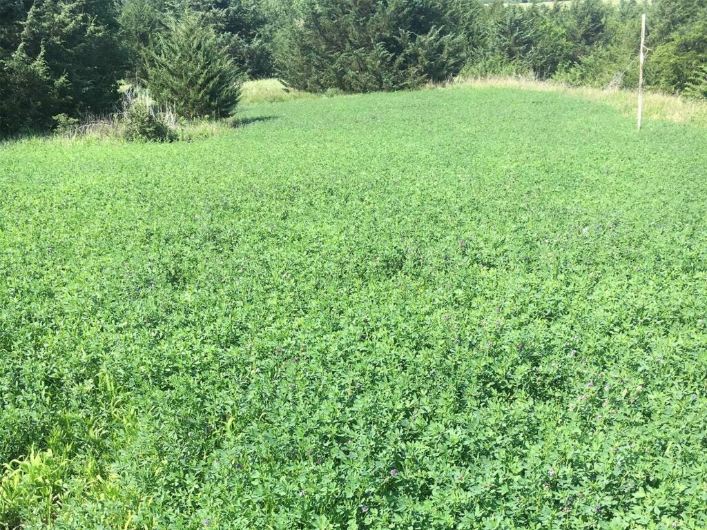 an alfalfa field for food plot.