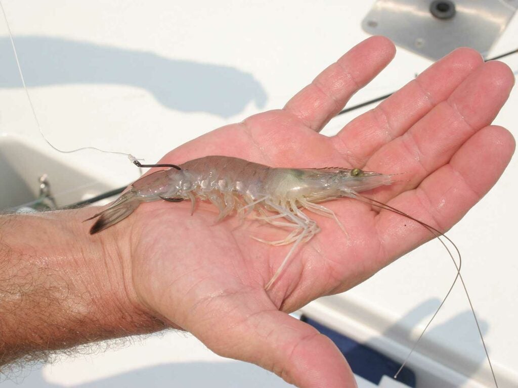 5-live-bait-shrimp.jpg