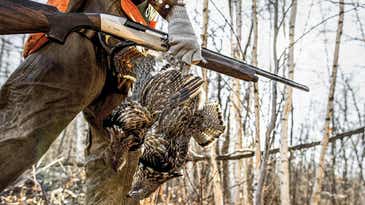 Expert Tips on Hunting Ruffed Grouse in Winter