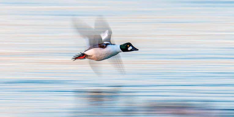 Tips for Turning Around a Late-Season Duck Hunt