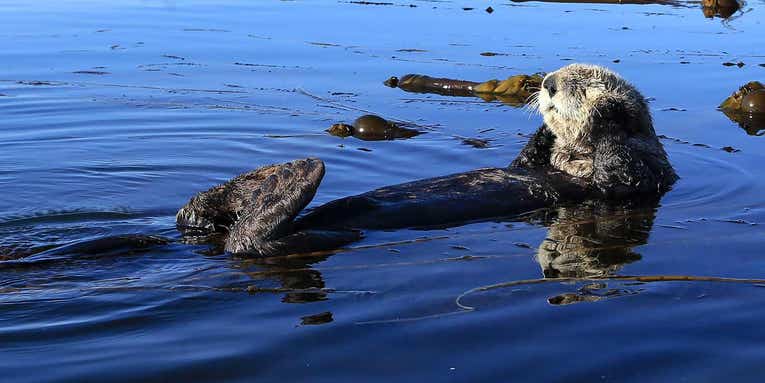 Are Sea Otters the Next Wolves?