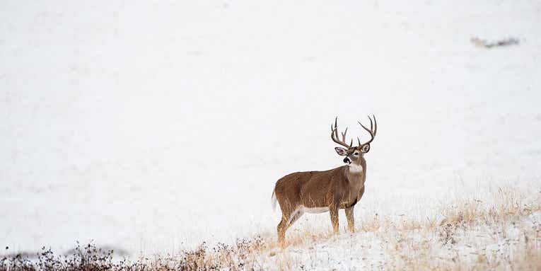 How to Hunt Late Season Deer, According to Top Whitetail Guides