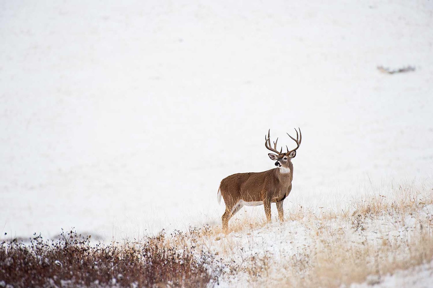 150-class ­Montana buck scans the snow-dusted prairie.