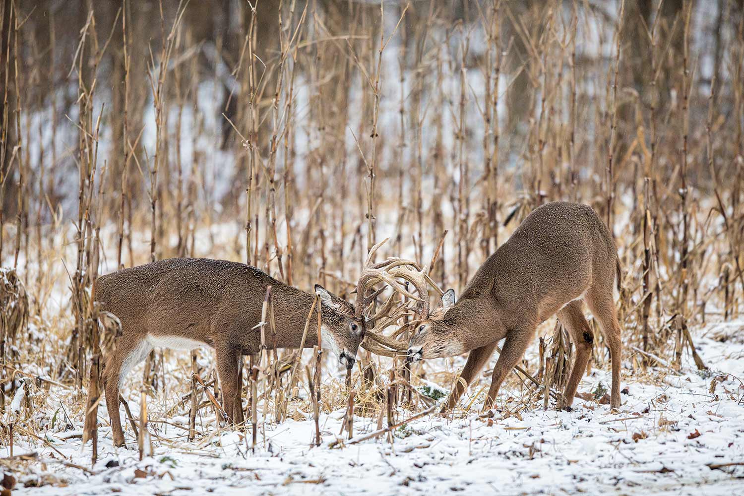 Expert Late Season Deer Hunting Tactics Field & Stream