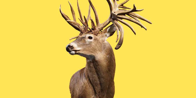 The Story Behind the World Record Whitetail Deer