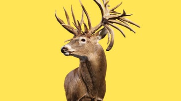 The Story Behind the World-Record Whitetail Deer