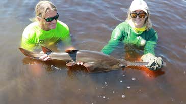 The Fight to Save the Sawfish