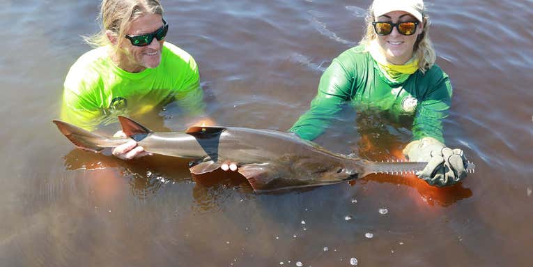 The Fight to Save the Sawfish
