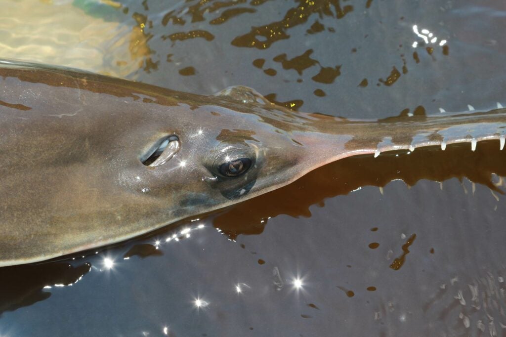 Closeup of sawfish
