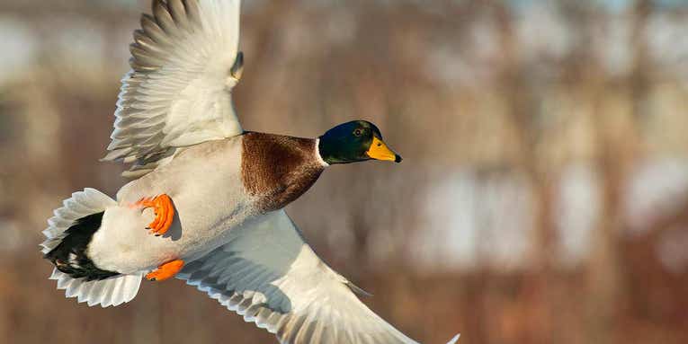 How to Scout for Late-Season Ducks—and Shoot a Limit