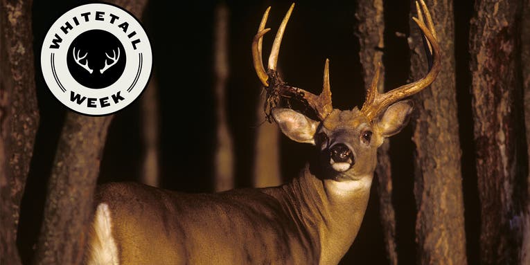 Call In More Whitetail Bucks with These Expert Tips