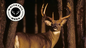 Call In More Whitetail Bucks with These Expert Tips