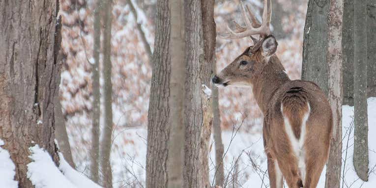 How to Track a Buck in the Snow with a Buddy