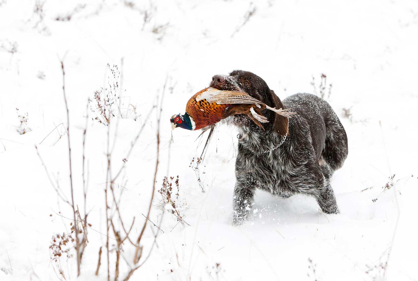 Hunting dog retrieving a late-season pheasant in the snow.