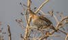 A ruffed grouse perched a the top of an aspen tree eats winter buds