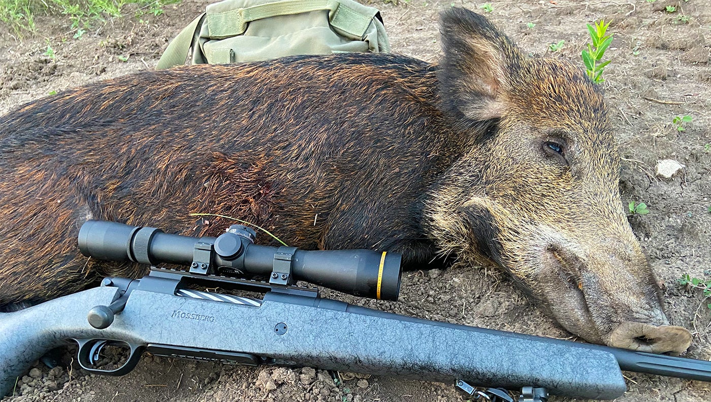 how to hunt hogs
