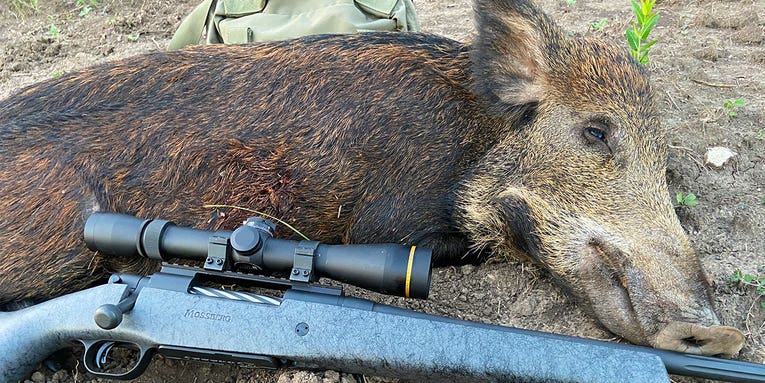 How to Hunt Wild Hogs—Everything You Need to Know