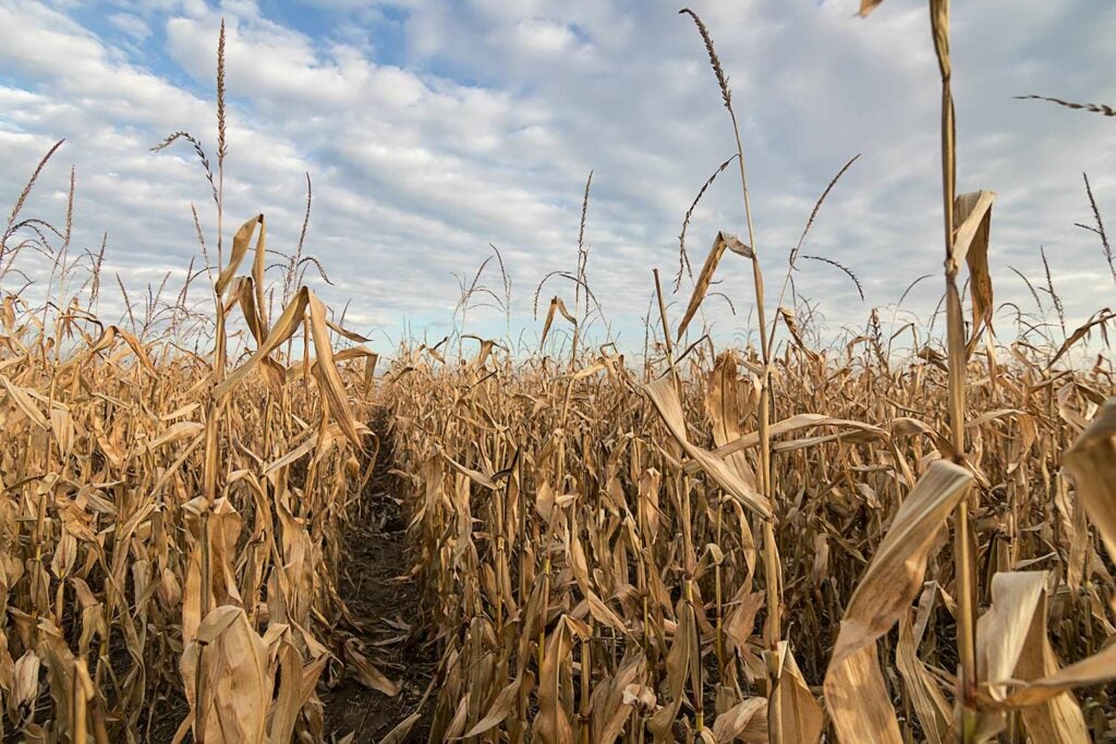 A late-season cornfield.