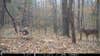 Trail camera photo of a whitetail buck in the woods with doe.