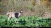 Trail camera photo of a buck walking through a food plot.