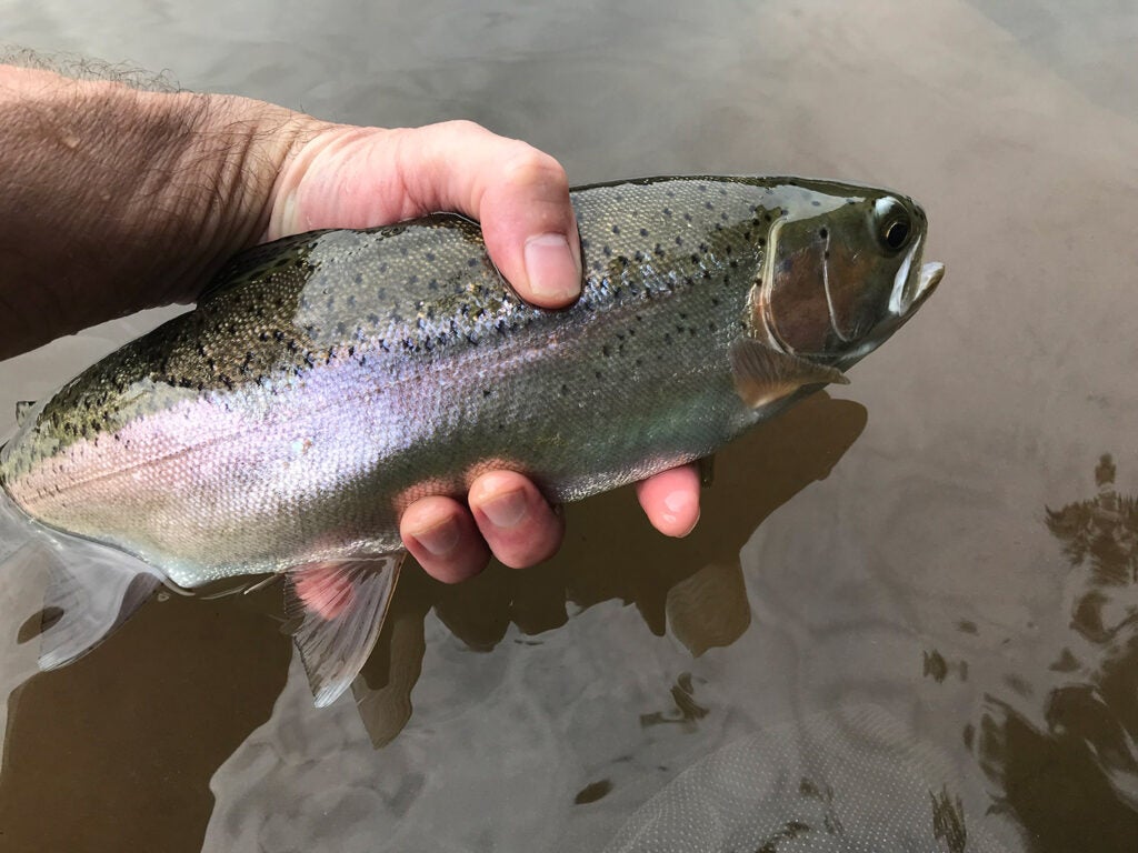 A wild rainbow Esopus trout