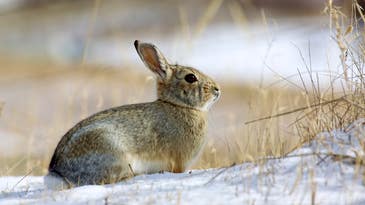 Rabbit Hunting 101: A Complete Guide