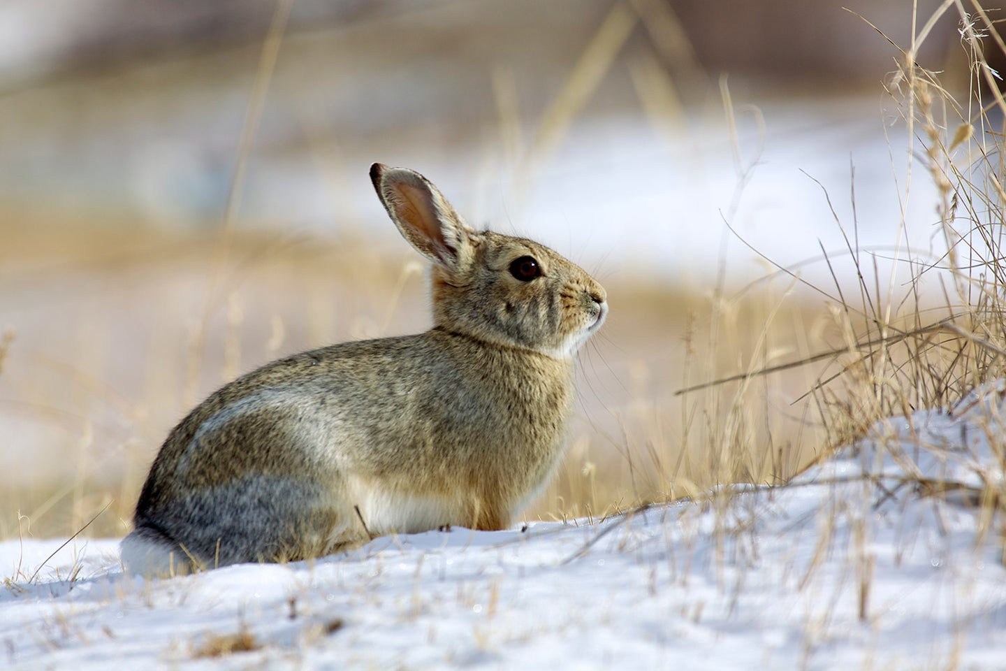 A cottontail rabbit ventures along a field edge after a dusting of snow.