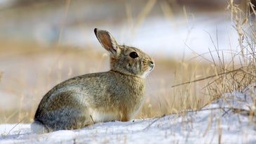 How to Hunt Rabbits Without Dogs in the Winter