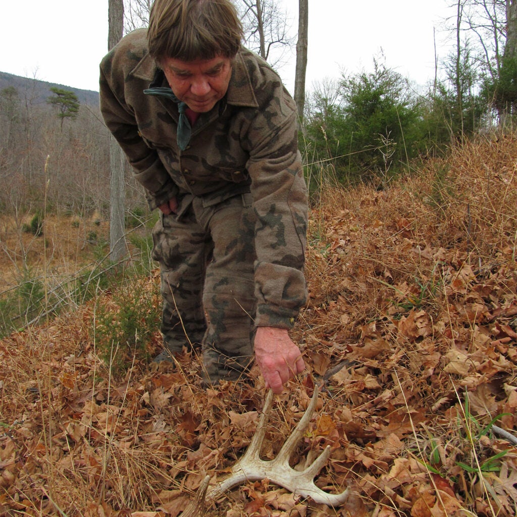 A shed antler found in a clearcut.