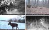 Collage of trail camera photos of deer in snow.