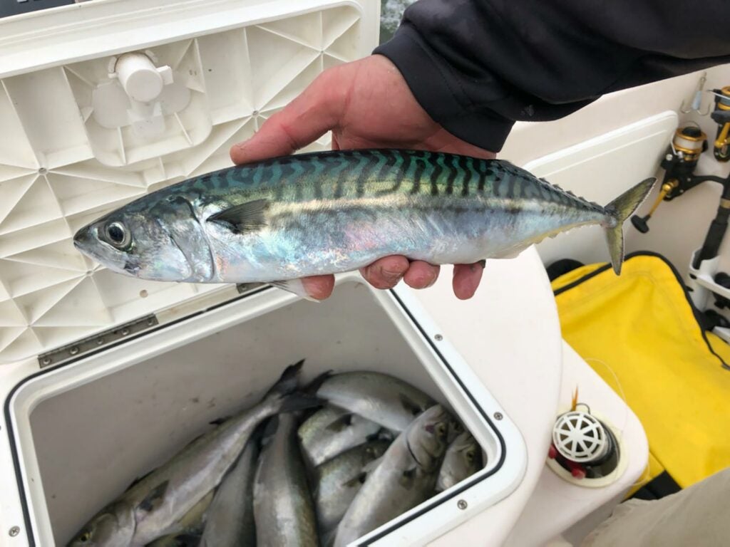 Angler holding a mackerel.