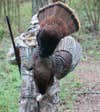 Hunter carrying a turkey on his back.