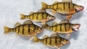 Getting Wild on the Ice for Yellow Perch