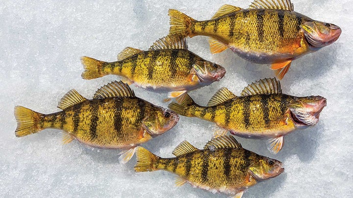 A group of yellow perch on the ice.