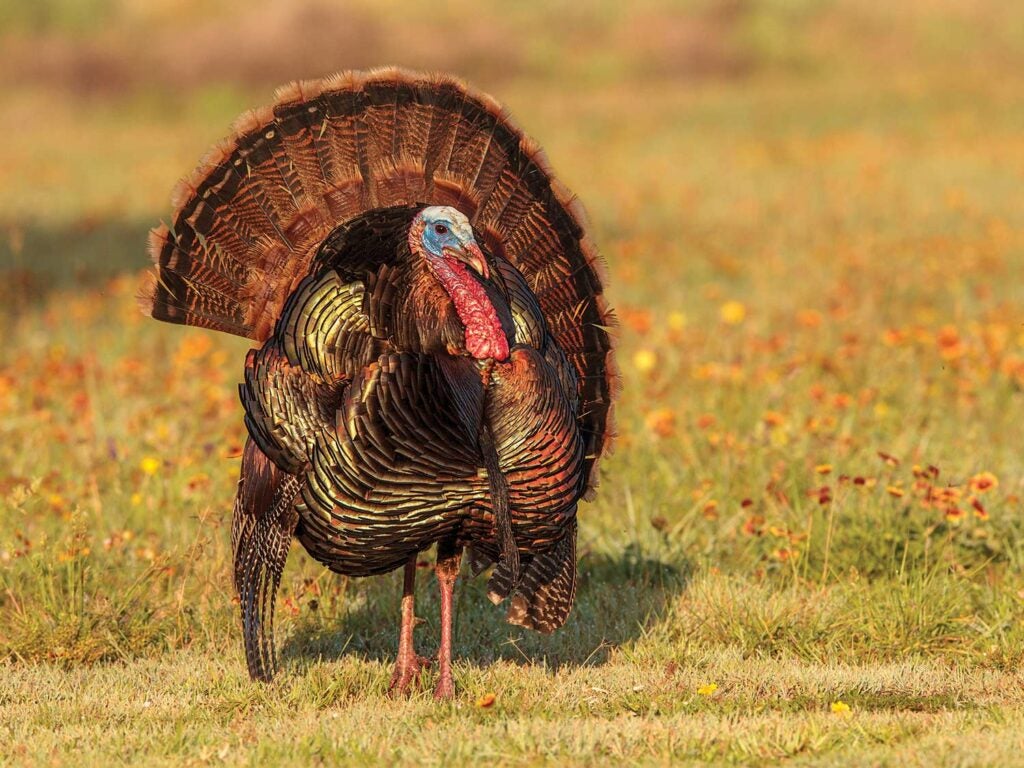 Rio Grande turkey in a field.