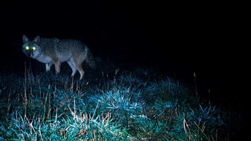 A large male coyote lopes in close and stares into the light.