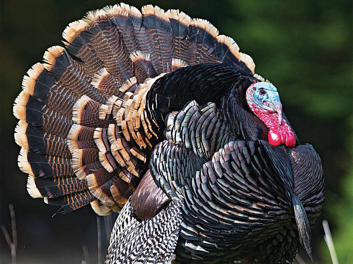 A Merriam’s gobbler stops to strut on his way to the call.