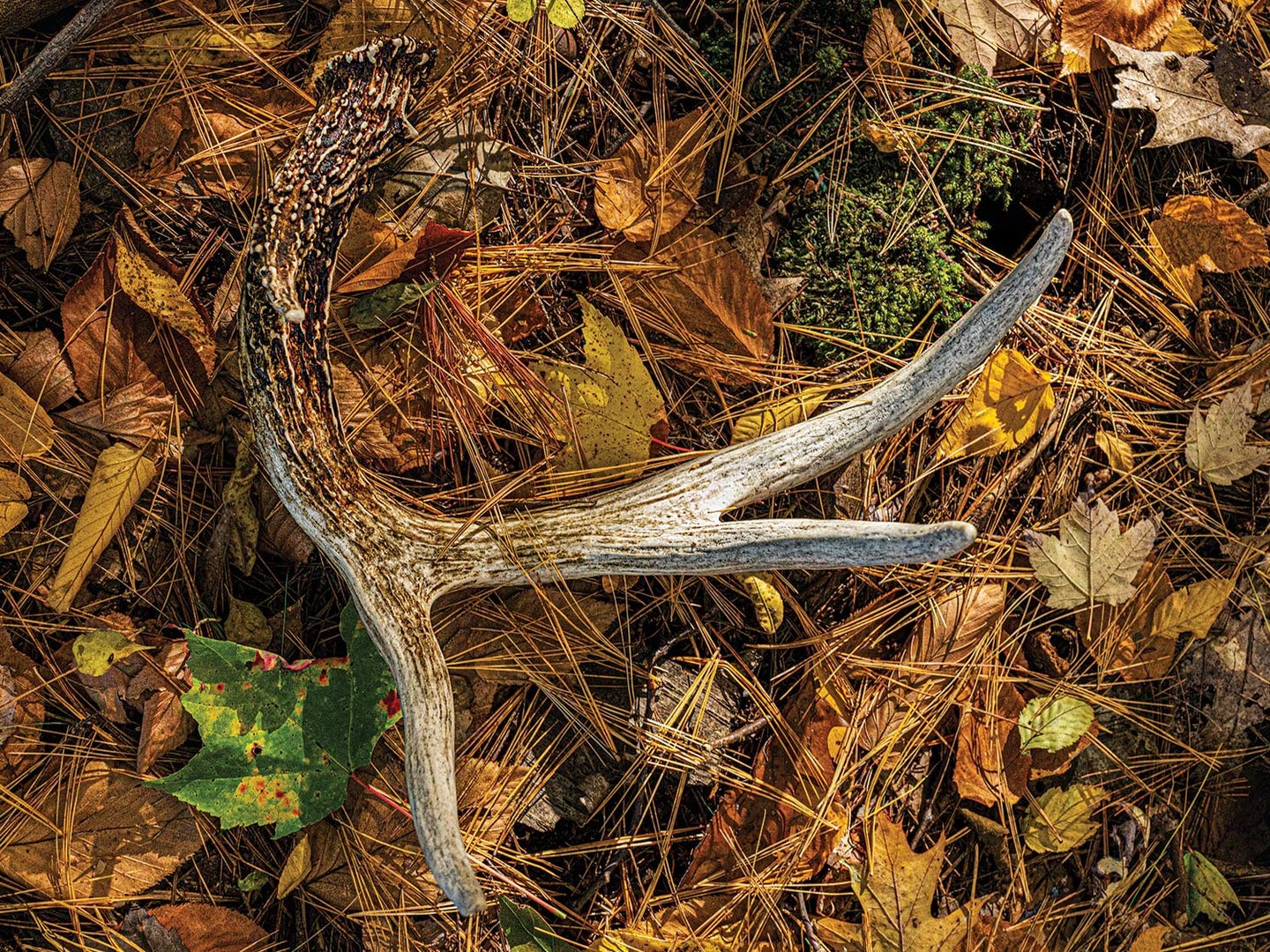A shed deer antler lying in leaves and pines.