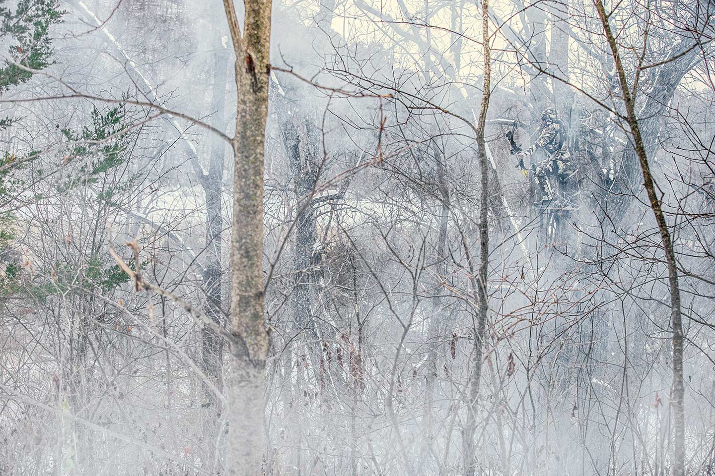 A grove of trees into a wintery haze.