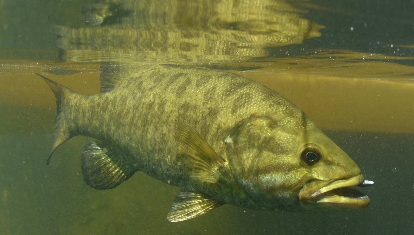 How to Catch Ice-Out Smallmouth Bass In Early Spring