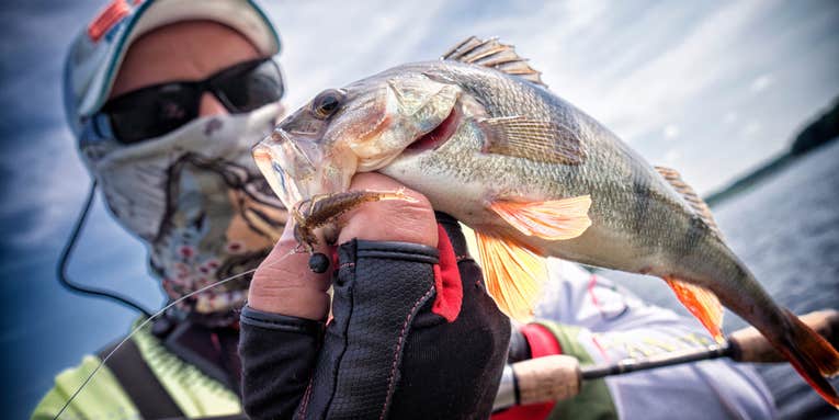 Perch Fishing: An Expert Guide to Catching Jumbo Spring Spawners