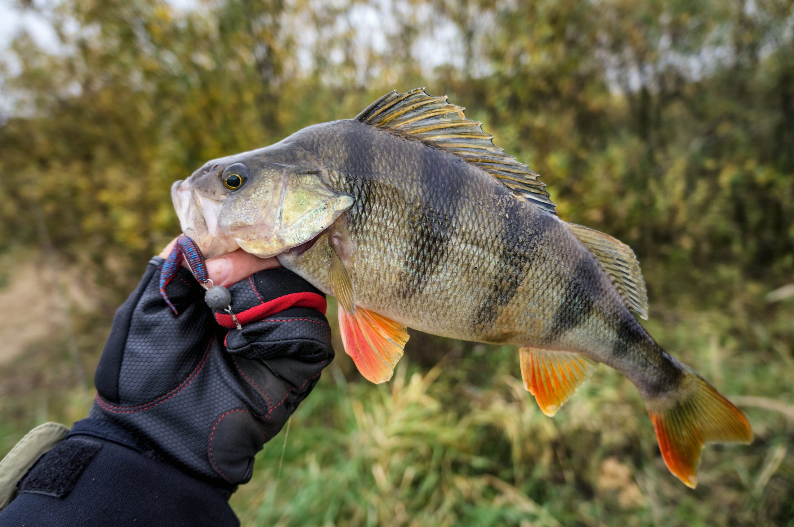 photo of angler holding up big perch