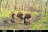 Primos trail camera photo of turkeys