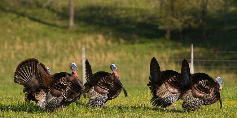 Tag More Spring Gobblers with These 6 Scouting Secrets
